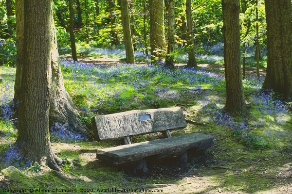 Newmillerdam Bluebell Seat Picture Board by Alison Chambers