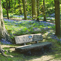 Buy canvas prints of Newmillerdam Bluebell Seat by Alison Chambers