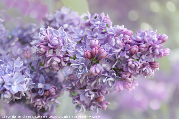 Lilac Loveliness  Picture Board by Alison Chambers