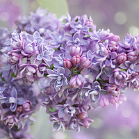 Buy canvas prints of Lilac Loveliness  by Alison Chambers