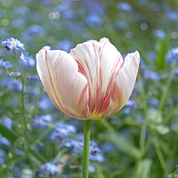 Buy canvas prints of Tulip Pink Parfait by Alison Chambers
