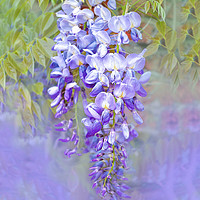 Buy canvas prints of Wisteria  by Alison Chambers