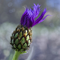 Buy canvas prints of Mountain Knapweed by Alison Chambers