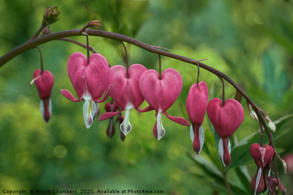 Oh My Bleeding Heart Picture Board by Alison Chambers