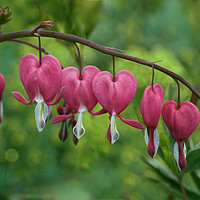 Buy canvas prints of Oh My Bleeding Heart by Alison Chambers