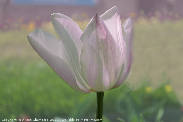 Sunlit Tulip Picture Board by Alison Chambers