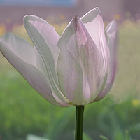 Buy canvas prints of Sunlit Tulip by Alison Chambers