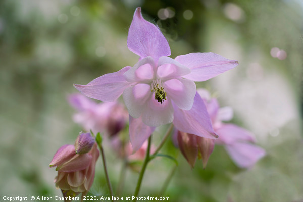 Pink Aquilegia  Picture Board by Alison Chambers