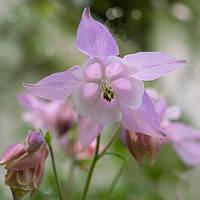 Buy canvas prints of Pink Aquilegia  by Alison Chambers