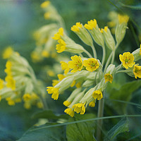 Buy canvas prints of Cowslips by Alison Chambers