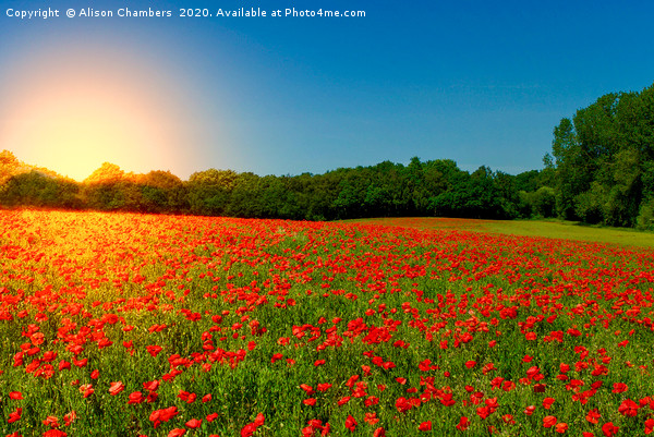 Sunset Poppies Picture Board by Alison Chambers