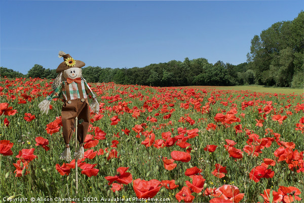 Scarecrow In Poppy Field  Picture Board by Alison Chambers