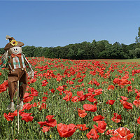 Buy canvas prints of Scarecrow In Poppy Field  by Alison Chambers