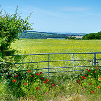 Buy canvas prints of Poppies At The Gate by Alison Chambers