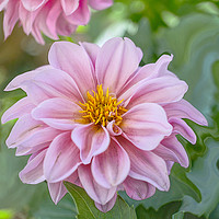 Buy canvas prints of Dahlia  by Alison Chambers