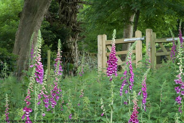  Woodland Gate Foxgloves Picture Board by Alison Chambers