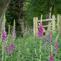 Buy canvas prints of  Woodland Gate Foxgloves by Alison Chambers