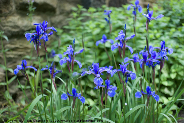 Blue Irises Picture Board by Alison Chambers