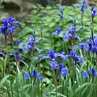 Buy canvas prints of Blue Irises by Alison Chambers