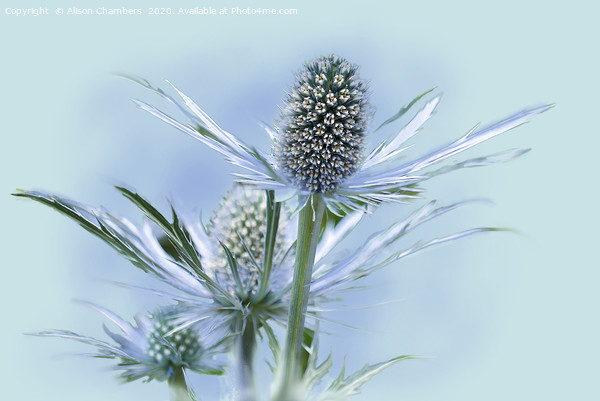 Sea Holly Picture Board by Alison Chambers