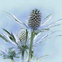 Buy canvas prints of Sea Holly by Alison Chambers