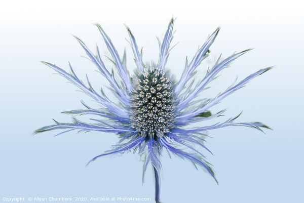 Sea Holly Single Picture Board by Alison Chambers