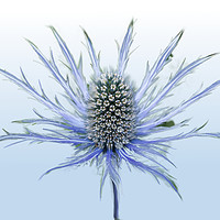 Buy canvas prints of Sea Holly Single by Alison Chambers