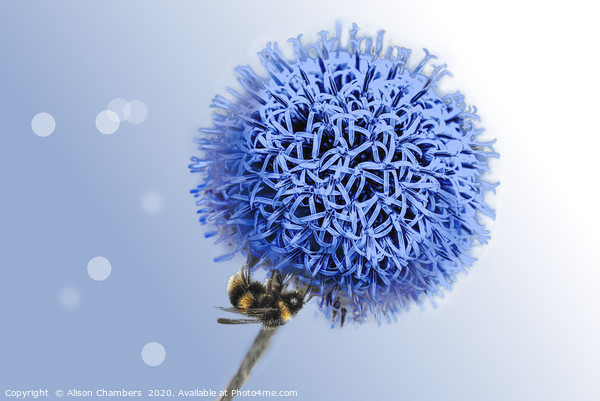 Bee on Globe Thistle Picture Board by Alison Chambers