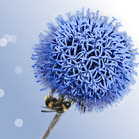 Buy canvas prints of Bee on Globe Thistle by Alison Chambers