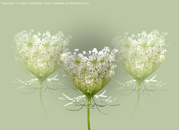 Queen Anne's Lace Picture Board by Alison Chambers