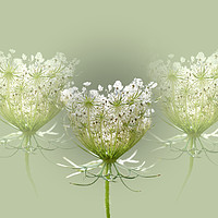 Buy canvas prints of Queen Anne's Lace by Alison Chambers
