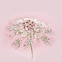 Buy canvas prints of Pink Lace by Alison Chambers