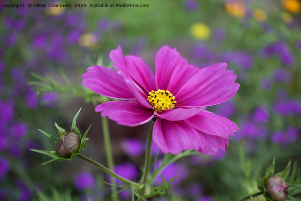 Cosmos Flower Picture Board by Alison Chambers