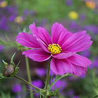 Buy canvas prints of Cosmos Flower by Alison Chambers