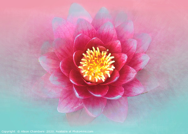 Lotus Flower Picture Board by Alison Chambers