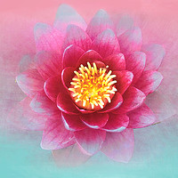 Buy canvas prints of Lotus Flower by Alison Chambers