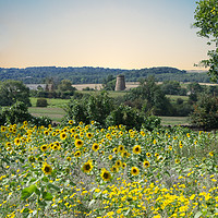 Buy canvas prints of Wentworth Sunflowers and Windmill by Alison Chambers