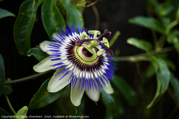 Passion Flower Picture Board by Alison Chambers