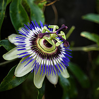 Buy canvas prints of Passion Flower by Alison Chambers
