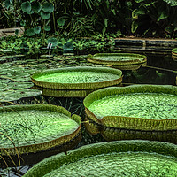 Buy canvas prints of Giant Lily Pads by Alison Chambers