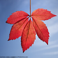 Buy canvas prints of Autumn Leaf by Alison Chambers