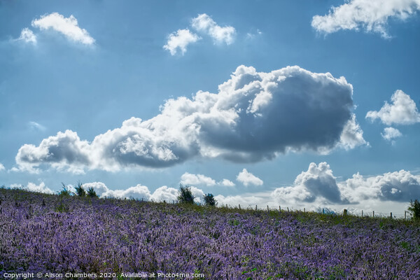 Cloud Over Phacelia Field Picture Board by Alison Chambers