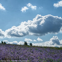 Buy canvas prints of Cloud Over Phacelia Field by Alison Chambers