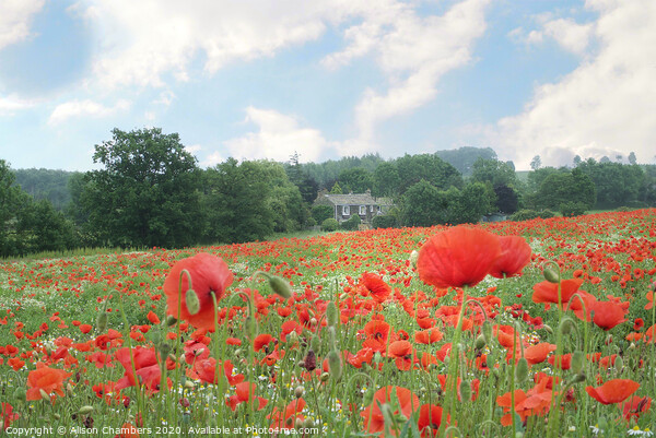 Country Poppies Picture Board by Alison Chambers