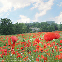 Buy canvas prints of Country Poppies by Alison Chambers