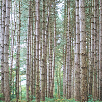 Buy canvas prints of Birch wood Newmillerdam  by Alison Chambers