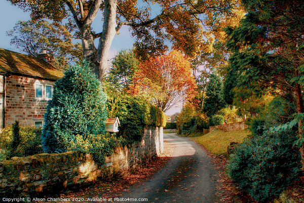 Autumn Lane in Yorkshire  Picture Board by Alison Chambers