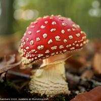 Buy canvas prints of Fly Agaric by Alison Chambers