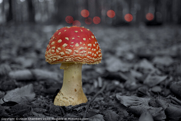 Fly Agaric Toadstool  Picture Board by Alison Chambers