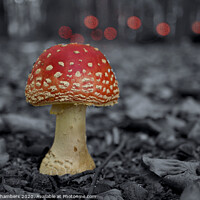 Buy canvas prints of Fly Agaric Toadstool  by Alison Chambers